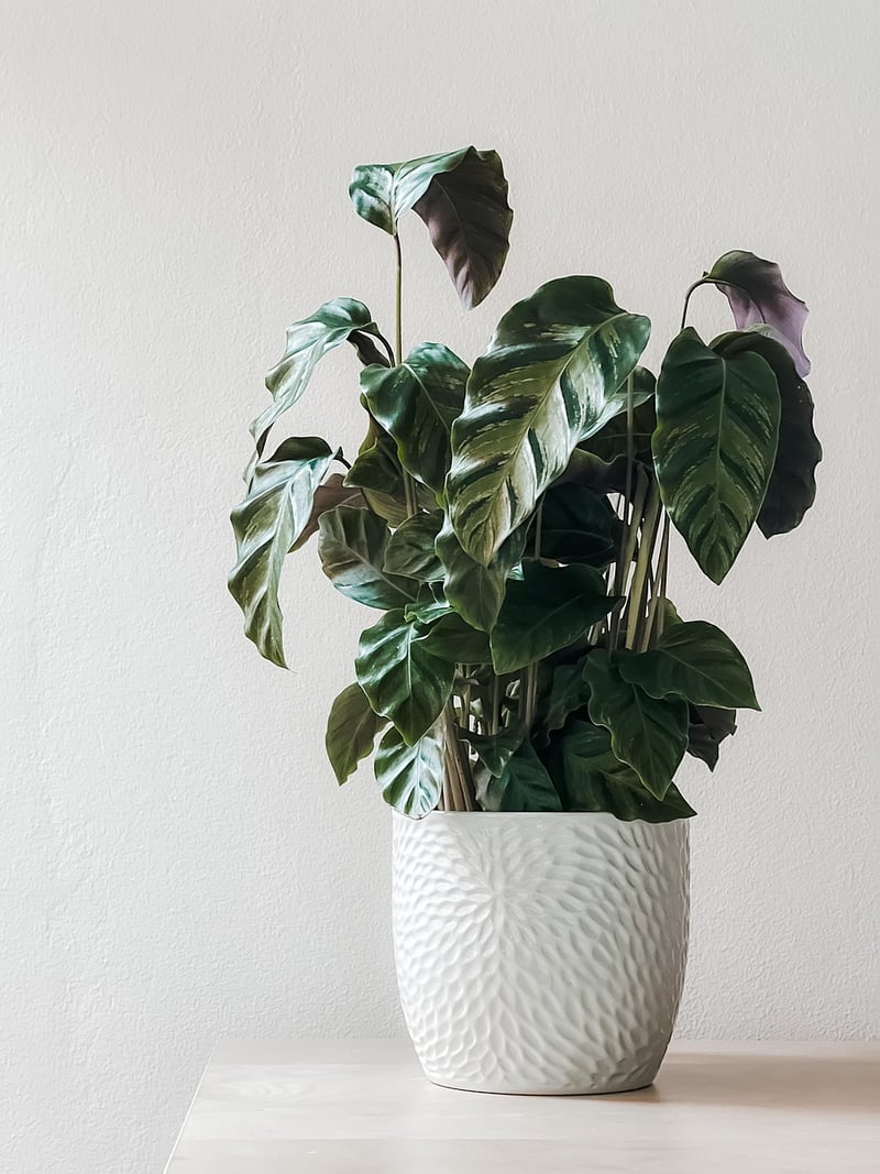 Garden Planters