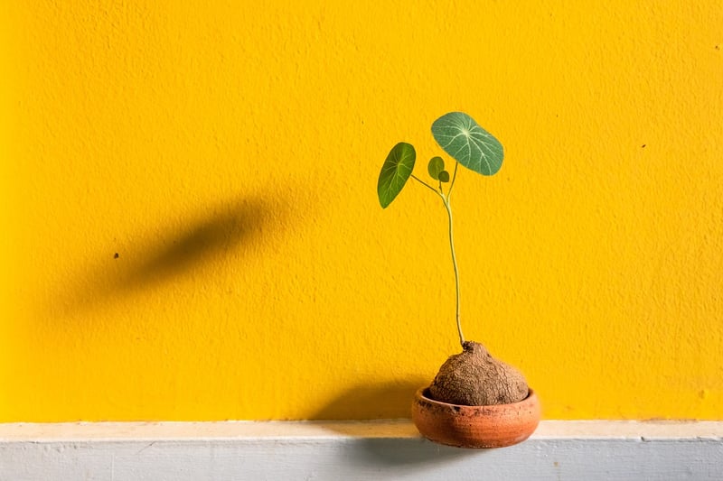 Customized Plant Pot