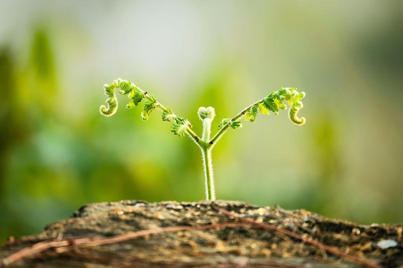 Planting a Mini Garden